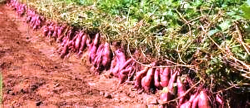Vendedores de batata-doce somam prejuízos avultados por falta de mercado em Nampula
