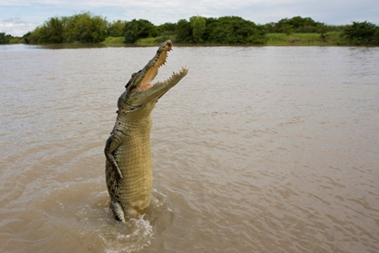Crocodilos continuam atacar e matar moradores da zona da barragem no bairro de Carrupeia